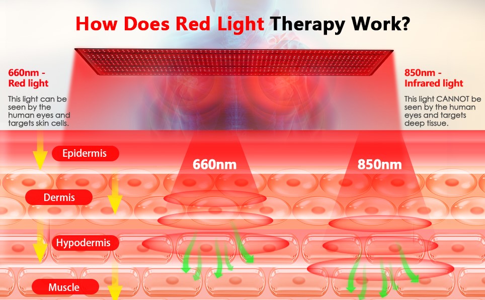 Red Light Therapy Session - 40 Minutes